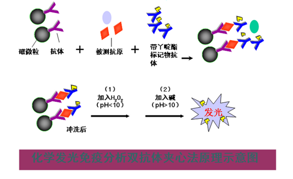 化學發光免疫分析儀檢測原理