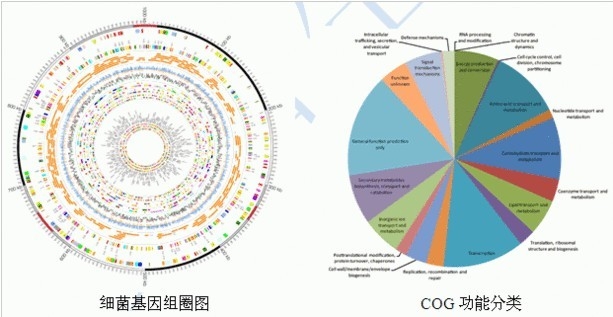 微生物全基因組重測序服務(wù)